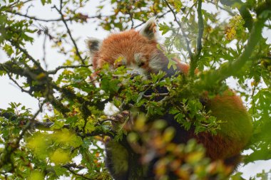 Güzel kırmızı panda yeşil yapraklarla ağaçta yatıyor. Ailurus fulgens, Çin 'den bir hayvanın portresi. Asya ormanlarından vahşi yaşam sahnesi. Sevimli gizli kırmızı hayvan..