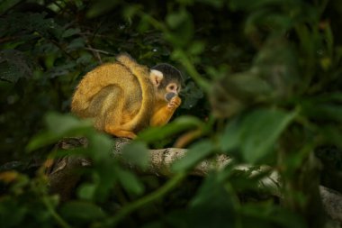 Siyah şapkalı sincap maymunu, Saimiri boliviensis, Baha, Brezilya. 