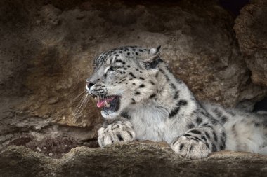 Dişleri ile açık ağız ağızlı kar leoparı, doğa taş kayalık dağ habitat, Spiti Vadisi, Hindistan'da Himalayalar oturan. Kaya habitat, yaban hayatı doğada Kar leoparı Panthera uncia. 