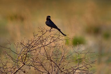 Çatal kuyruklu Drongo, Dicrurus adsimilis, çalılıklarda kırmızı gözlü siyah Afrika kuşu, Botswana, Afrika 'da Okavango deltası. Doğadan vahşi yaşam sahnesi.