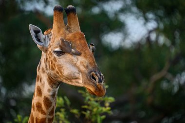 Kuşlu zürafa kafası. Sarı gagalı Oxpeckers, Buphagus africanus, zürafaların boynundaki kuşlar, Hwange Ulusal Parkı, Zimbabwe.