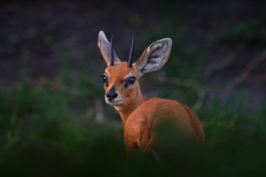 Steenbok antilobu, Raphicerus kampı, gün batımı akşam ışığı, çimenli doğa habitatı, Okavango, Botswana. Doğadan vahşi yaşam sahnesi. Çayırda bir hayvan. Vahşi Afrika 'da geyik.