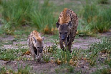 Animal babe nature, Okavango, Botswana. Young hyena pup, evening sunset light. Hyena, detail portrait. Spotted hyena, Crocuta crocuta, angry animal near water hole, beautiful evening sunset and cub