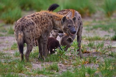 Genç sırtlan yavrusu, akşam gün batımı ışığı. Sırtlan, ayrıntılı portre. Benekli sırtlan, Crocuta timsahı, su birikintisinin yanındaki kızgın hayvan, güzel akşam batımı ve yavru. Hayvan yavrusu doğası, Okavango, Botswana
