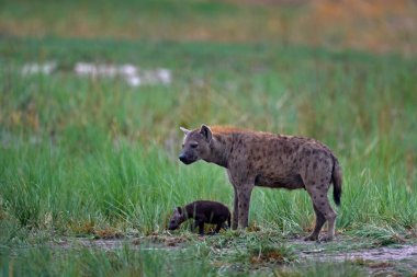 Animal babe nature, Okavango, Botswana. Young hyena pup, evening sunset light. Hyena, detail portrait. Spotted hyena, Crocuta crocuta, angry animal near water hole, beautiful evening sunset and cub