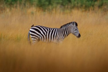 Okavango deltası, zebra. Sarı altın otlu zebra. Burchell 'in zebrası, Equus quagga burchellii, Nxai Pan Ulusal Parkı, Botswana, Afrika. Yeşil çayırdaki vahşi hayvan. Afrika safarisi.