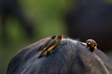 Sarı gagalı öküzkakan, Buphagus africanus, büyük bufalo kürklü. Savannah, Okavango deltası, Botswana 'da kuş davranışları. Afrika doğasından vahşi yaşam sahnesi. Boğa kafasının ayrıntıları..