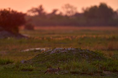 Savannah 'da kaybolan sevimli çakal yavrusu. Okavango deltasında sabah turuncu gündoğumu, Botswana, Afrika. Siyah sırtlı çakal davranışı. Doğadan vahşi yaşam sahnesi.