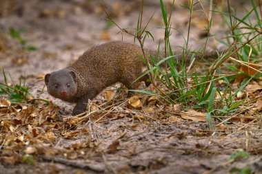 Cüce firavun faresi, Helogale parvula, delik yuvasının yanında bir çift hayvan Botswana 'da Okavango deltası. Doğadaki firavun faresi, Afrika. Doğa Yaban Hayatı.