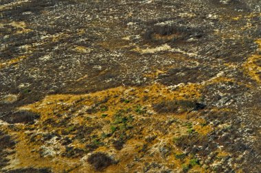 Afrika hava manzarası, yeşil nehir, Botswana 'daki Okavango deltası. Göller ve nehirler, uçaktan manzara. Orman. Güney Afrika 'da bitki örtüsü. Yağmurlu mevsimde suyu olan ağaçlar. Botsvana 'da Seyahat.