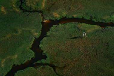 İki dans eden zürafa. Okavango deltasındaki hava manzarası, Botswana. Göller ve nehirler, uçaktan manzara. Güney Afrika 'da yeşil bitki örtüsü. Yağmur mevsiminde suyu olan ağaçlar. Yeşilli büyük hayvan..