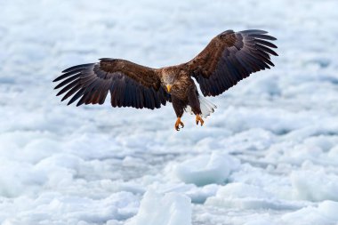 Japonya kış yaban hayatı. Buzdaki deniz kuşu. Steller 'in deniz kartalı, Haliaeetus pelagicus, beyaz karlı kuş, Hokkaido, Japonya. Doğadan vahşi yaşam davranış sahnesi. Kartal buz gölünde oturuyor.