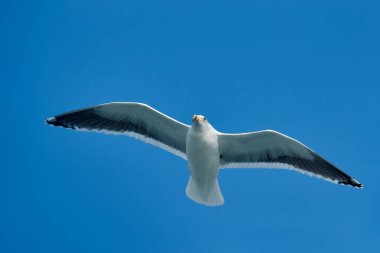 Mavi gökyüzü, suda martı, martı sırtlı martı, Larus schistisagus, ayrıntılı kuş portresi, kış karlı koşullar. Sarı gagalı gövde. Doğa üzerine sanat görüşü. Doğa habitatındaki yakın plan kuş, Rausu.