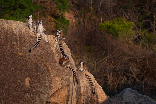 Madagaskar Tierwelt Affenfamilie Junges Junges Madagaskar Tierwelt Ringelschwanz Lemur Lemur — Stockfoto