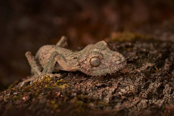 Yosunlu yaprak kuyruklu kertenkele, Uroplatus sikorae, Reserve Peyrieras, doğal yaşam alanında kertenkele. Madagaskar 'dan Gecko. Kertenkele bagajda kamufle oldu. Madagaskar 'a özgü doğal yaşam. Afrika gezisi.