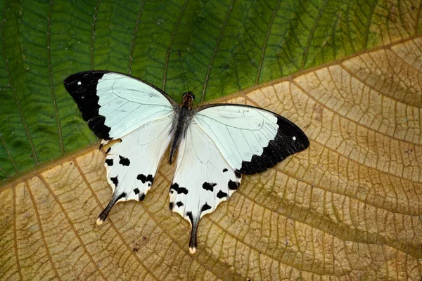 莫克的燕尾帕皮利奥 达达尼斯坐在白花上 昆虫在黑暗的热带森林里 自然界的栖息地 来自非洲马达加斯加的蝴蝶 — 图库照片