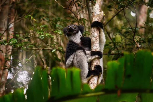 Limone Nell Habitat Naturale Indri Indri Scimmia Con Cucciolo Kirindy — Foto Stock