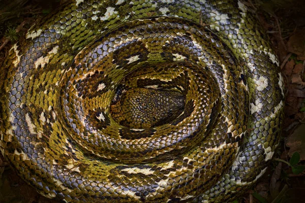 Boa Vadvilág Madagaszkári Boa Sanzinia Madagascariensis Nagy Kígyó Tekergőzve Erdőben — Stock Fotó