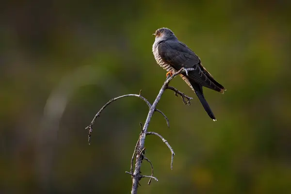 Common Cuckoo, Cuculus canorus, sitting on the tree branch in the forest, Kohmo in Finland. Bird in Europe, cuckoo in the nature habitat, grey bird. Finland wildlife.