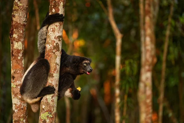 Ağaçta Sifaka Güneşli Bir Gün Yaşayan Büyük Lemur Vahşi Yaşam — Stok fotoğraf