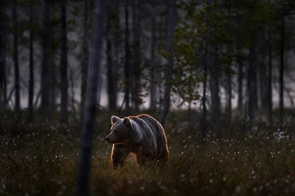Noite Taiga Urso Escondido Floresta Amarela Árvores Outono Com Urso — Fotografia de Stock