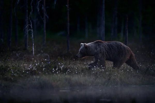 可爱的小棕熊宝宝在棉花草坪上 夏天在芬兰泰加 在自然界中失去了母亲的熊宝宝 欧洲野生生物 — 图库照片