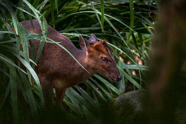 Muntjac deer pair, male and female in the nature habitat, forest in China. Reeves\'s muntjac, Muntiacus reevesi, in the green grass, feeding leaves in the forest, nature wildlife.