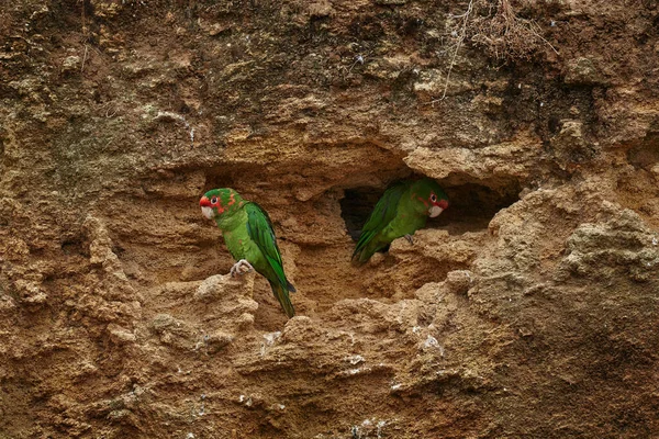 Παπαγάλος Psittacara Mitratus Κόκκινοι Πράσινοι Παπαγάλοι — Φωτογραφία Αρχείου