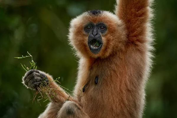 Gibbon Faces Amarelas Nomascus Gabriellae Com Comida Relva Macaco Laranja — Fotografia de Stock