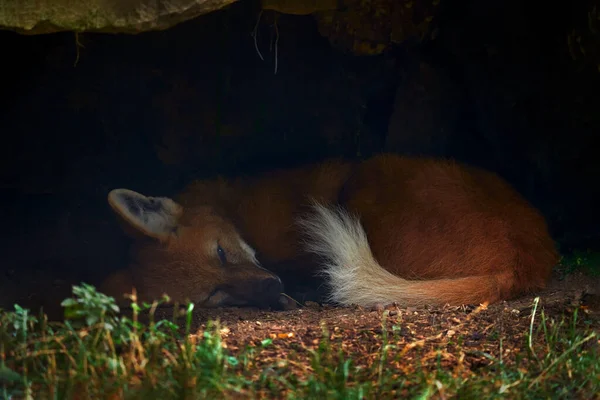 Maned wolf, Chrysocyon brachyurus, sleeping in the hole den in the nature, Argentina. Wildlife in South America. Maned wolf in the habitat, hidden in burrow, orange ginger wolf with white tail.