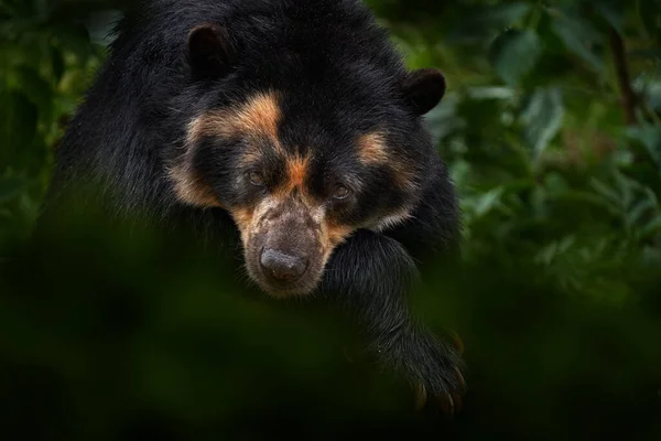 Розкішний Ведмідь Tremarctos Ornatus Перу Південна Америка Велика Небезпека Ссавців — стокове фото