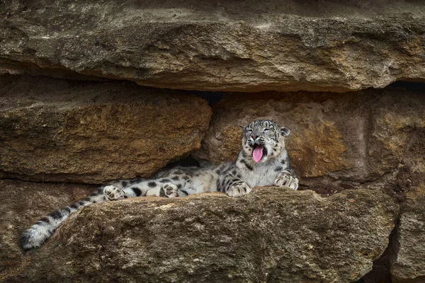 Schneeleopard Panthera Uncia Felsen Habitat Wilde Natur Schneeleopard Mit Offenem — Stockfoto