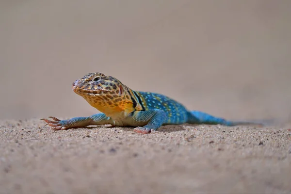 Zebra-tailed lizard, Callisaurus draconoides, USA, Mexico. Lizard in the nature habitat. Yellow blue reptile on the sand beach in nature. Wildlife Mexico.