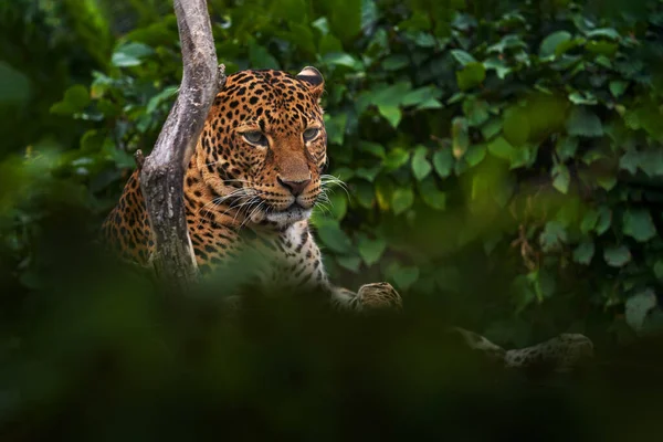 Javan leopard, Panthera pardus melas, wild cat to the Indonesian island of Java. Hidden leopard portrait in the nature habitat, cat in the green vegetation