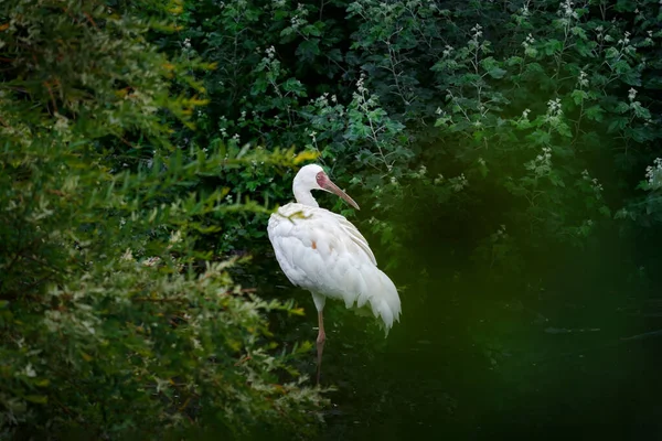 Сибирский Белый Кран Лейкогеранский Лейкогеран Большая Птица Естественной Лесной Среде — стоковое фото