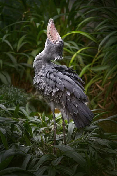 Przyroda Ugandy Shoebill Balaeniceps Rex Ukryty Zielonej Roślinności Portret Wielkiego — Zdjęcie stockowe