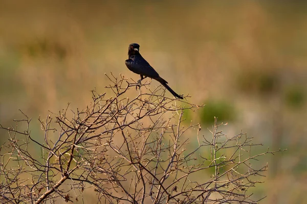 Vork Tailed Drongo Dicrurus Adsimilis Zwarte Afrikaanse Vogel Met Rood — Stockfoto