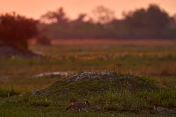 Cute jackal cub babe lost in savannah. Morning orange sunrise in Okavango delta, Botswana in Africa. Black-backed jackal behaviour. Wildlife scene from nature.