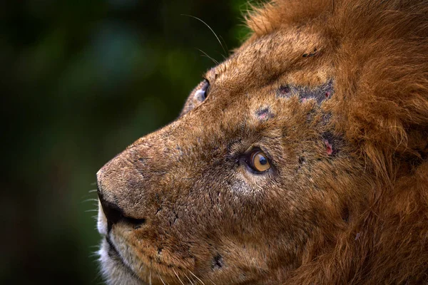 与疤痕狮子近照的细节作斗争 来自博茨瓦纳奥卡万戈三角洲的非洲狮子 非洲的炎热季节 非洲狮子 博茨瓦纳野生生物 — 图库照片
