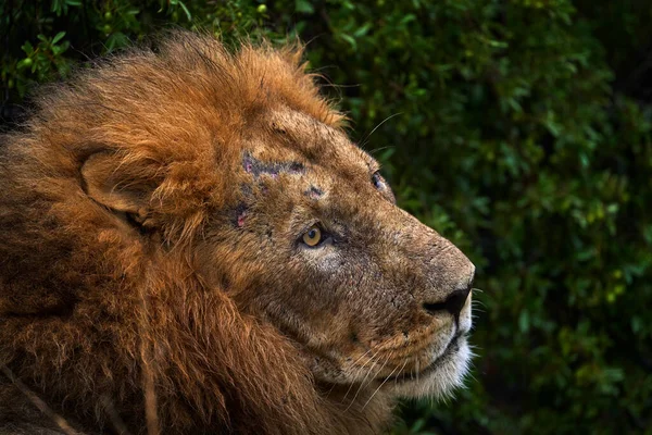 Combattre Cicatrice Lion Gros Plan Portrait Détail Lion Africain Delta — Photo