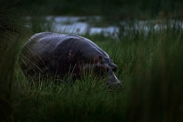 Faună Sălbatică Din Delta Oševango Hippo Iarbă Lungă Hippopotamus African — Fotografie, imagine de stoc