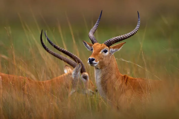 红羚羊 科布斯羚羊 在非洲中南部湿地发现的大型羚羊 两只动物在自然栖息地的肖像 非洲博茨瓦纳奥卡万戈三角洲草丛中的Lechwe 野生生物性质 — 图库照片