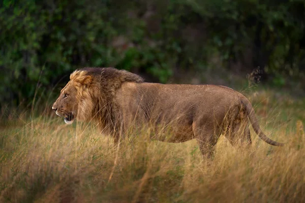 Big Angry Old Lion Habitat Lion Okavango Delta Botswana Safari — Stock Photo, Image