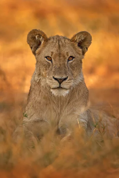 アフリカのライオン 美しい夜の光と 自然からの野生生物のシーン 生息地にいる動物 アフリカのSafari ボツワナのオカバンゴ デルタ大怒った若いライオン イブニングサンセット — ストック写真
