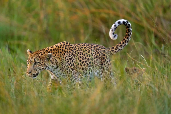 Leopard kitten baby, hidden nice orange grass. Leopard cub with mother walk. Big wild cat in the nature habitat, sunny day on the savannah, Khwai river. Wildlife ;nature, Botswana wildlife.