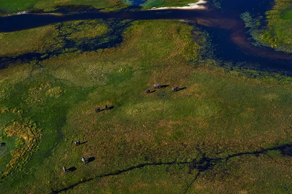 Elephant herd. Africa aerial landscape, green river, Okavango delta in Botswana. Lakes and rivers, view from airplane, South Africa. Trees with water in rainy wet season. Travel in Botswana.