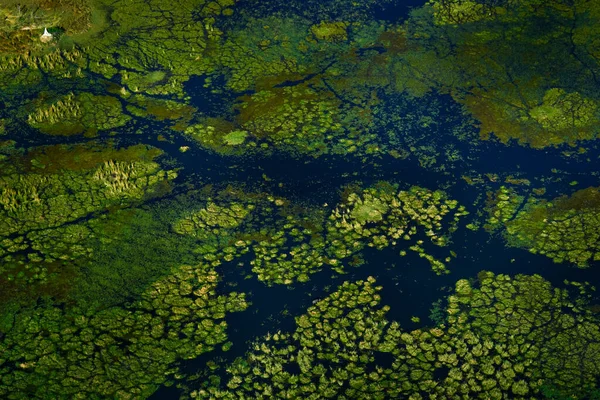 Африканский Воздушный Пейзаж Зеленая Река Дельта Окаванго Ботсване Озера Реки — стоковое фото