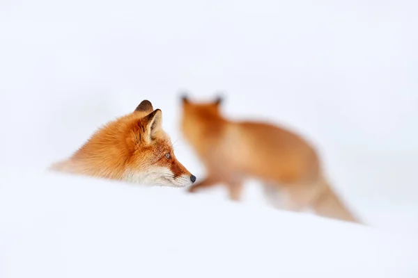 白雪中的红狐狸 寒冷的冬天 与橙色的毛皮狐狸 自然界中美丽的橙色皮毛动物 漂亮哺乳动物的特写特写 — 图库照片