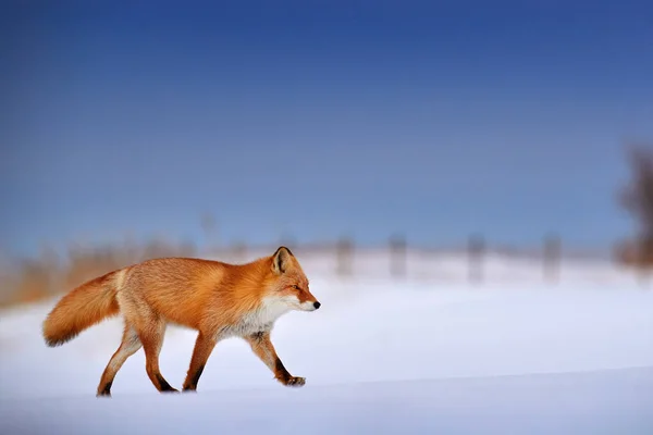 Red fox in white snow. Cold winter with orange furry fox. Hunting animal in the snowy meadow, Japan. Beautiful orange coat animal in nature.