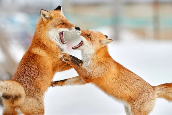 レッドフォックスは白い雪の中で戦う 2つのオレンジ色の毛皮の狐 日本との寒い冬 自然の中で美しいオレンジ色のコート動物 美しい哺乳類の詳細なクローズアップ肖像画 オープンマズルファイト付きフォックス — ストック写真